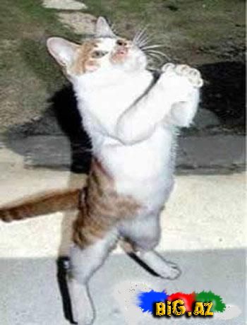 Maraqlı Şəkillər